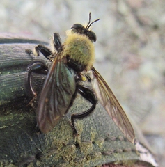 Laphria flavicollis