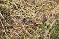 Orthetrum cancellatum