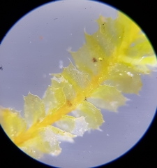 Plagiochila punctata
