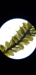 Plagiochila punctata