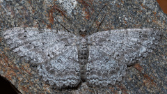 Hypomecis punctinalis