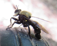 Laphria flavicollis