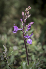 Anacamptis laxiflora