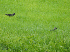 Corvus monedula