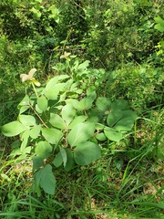 Paeonia mascula
