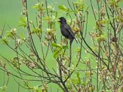 Sturnus vulgaris