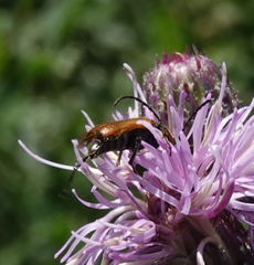 Pseudovadonia livida