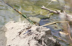 Orthetrum cancellatum