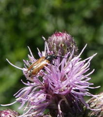 Pseudovadonia livida