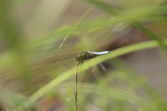 Libellula depressa