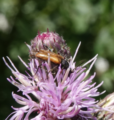 Pseudovadonia livida