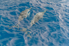 Stenella longirostris longirostris