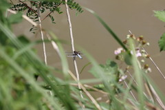 Libellula depressa