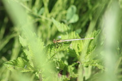 Platycnemis pennipes