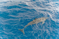 Stenella longirostris longirostris