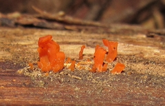 Calocera furcata