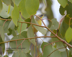 Ptilotula keartlandi
