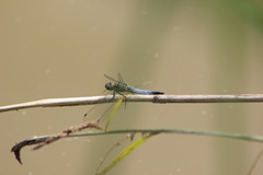 Orthetrum cancellatum