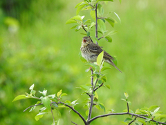 Anthus trivialis