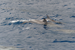Stenella longirostris longirostris