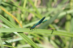 Calopteryx splendens