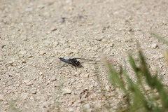 Orthetrum cancellatum