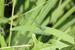 Platycnemis pennipes