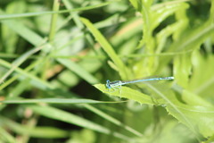 Platycnemis pennipes