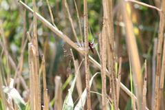 Libellula depressa