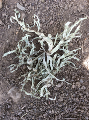 Ramalina leptocarpha