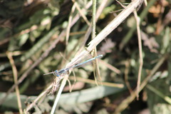 Platycnemis pennipes