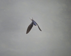 Hirundo rustica