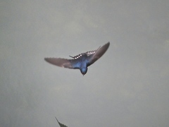 Hirundo rustica