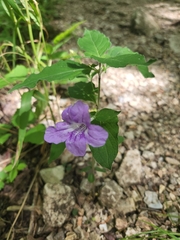 Ruellia pedunculata