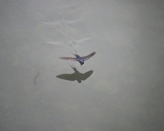 Hirundo rustica