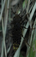 Ontholestes cingulatus