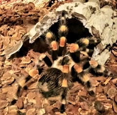 Brachypelma
