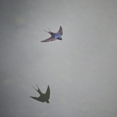 Hirundo rustica