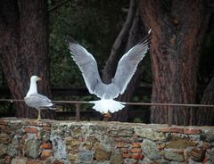 Larus michahellis