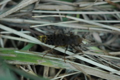 Ontholestes cingulatus