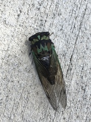 Neotibicen lyricen virescens
