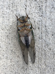 Neotibicen lyricen virescens