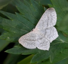 Scopula nigropunctata