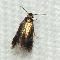 Stigmella multispicata