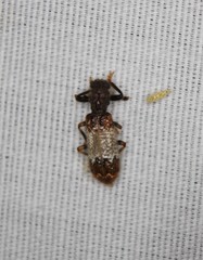 Pelonium leucophaeum