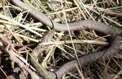Natrix tessellata