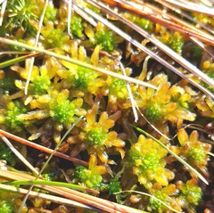 Sphagnum pulchrum