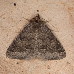 Matigramma pulverilinea
