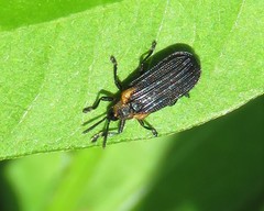Odontota scapularis