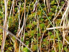 Sphagnum pulchrum